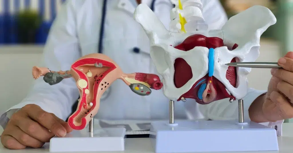 A-doctor-in-Melbourne-FL-points-at-a-female-pelvis-model-with-a-metal-instrument-highlighting-Emsella